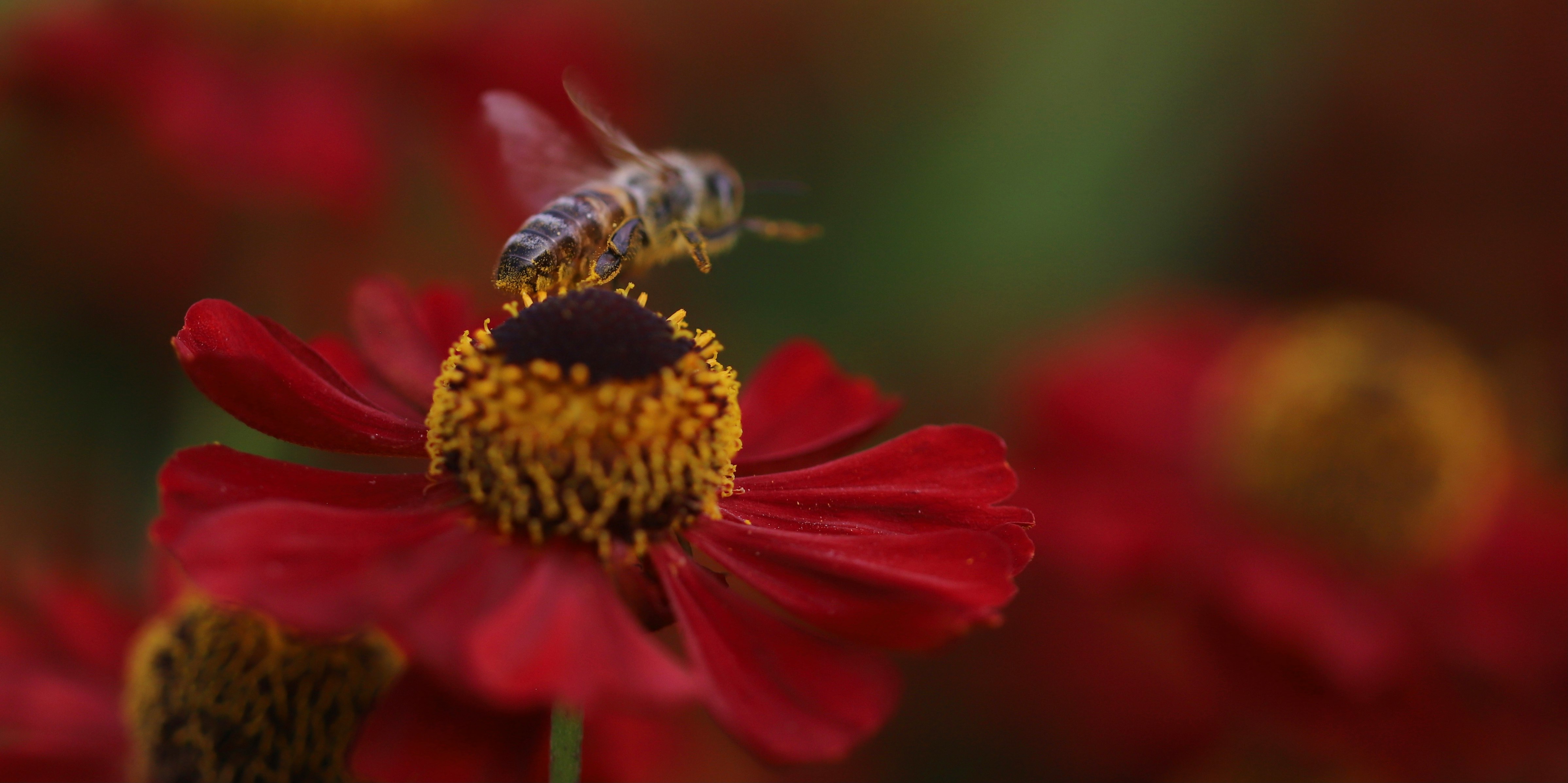 honeybee perched on red flower in close up photography during daytime